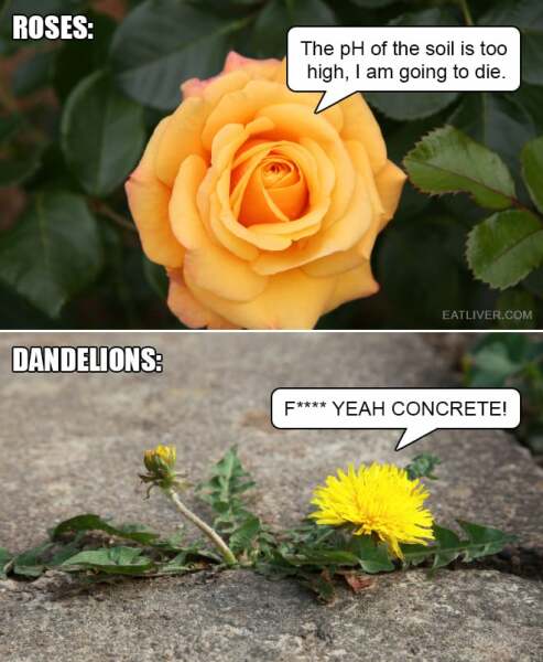 It's a dandelion ffs