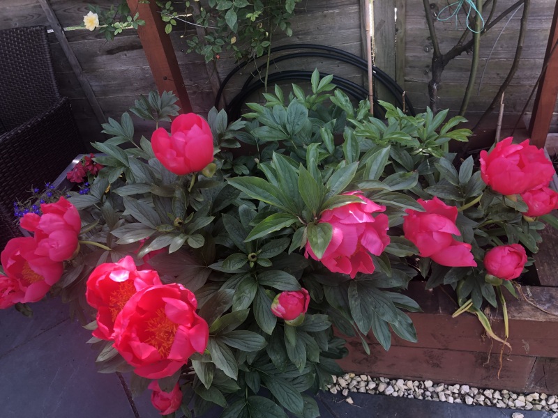 Peony Advice