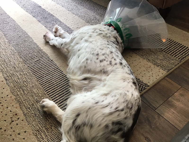 Thread 46 Sunak - don't rain on our parade