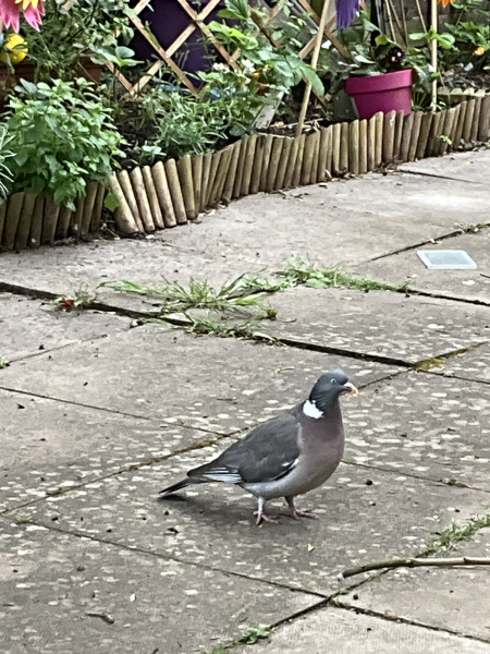Help me feed birds!