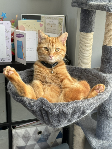 Machiavellian Misbehaviour- the Excellent Cats Deny Everything