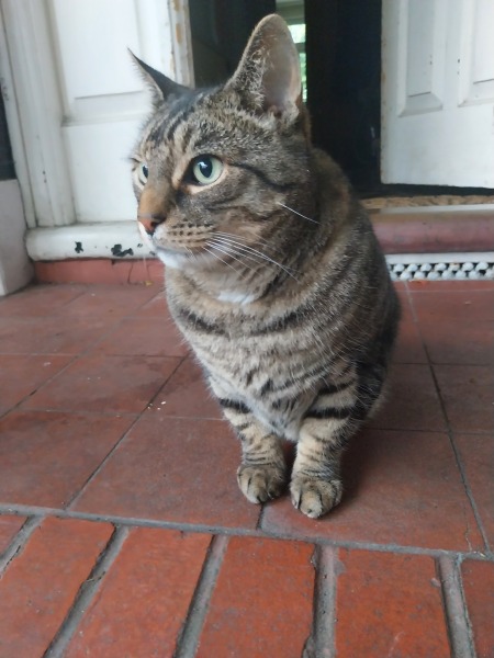 Thread 47 Sunak : The Ship of Fools sails on