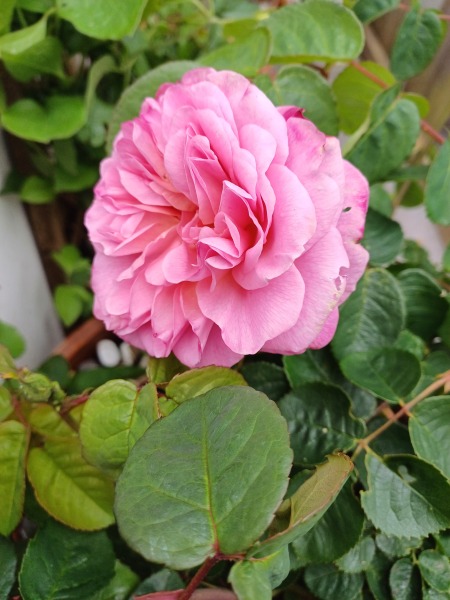 Good DA rose and clematis or rose and honeysuckle recommendations for an arch please