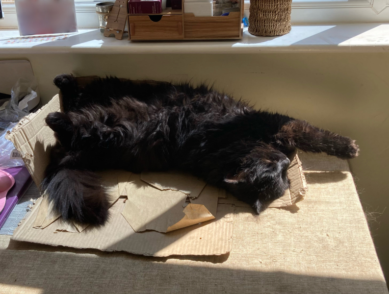 Machiavellian Misbehaviour- the Excellent Cats Deny Everything