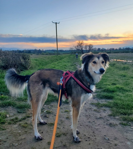 Why does my dog want to kill foxes? –– and other prey drive questions