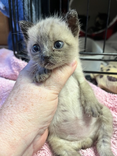 My new foster kittens