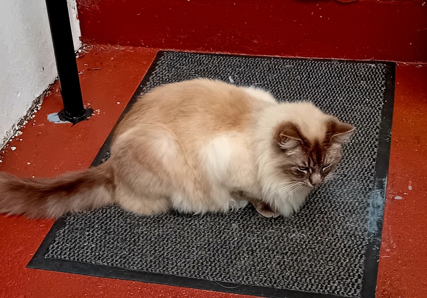 Machiavellian Misbehaviour- the Excellent Cats Deny Everything