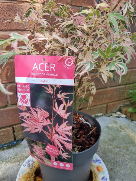 Japanese maple tree