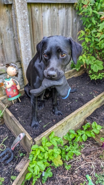 Puppy Survival Thread for New and Old Pups - Spring is around the corner!