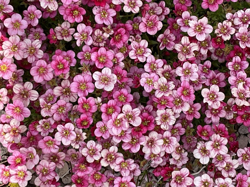 What are your current plant obsessions?
