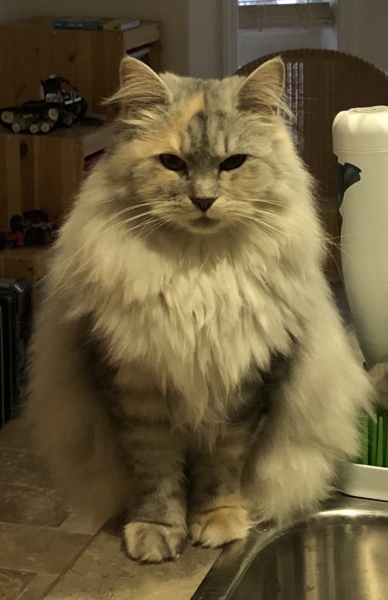 Expressions of noble disappointment please