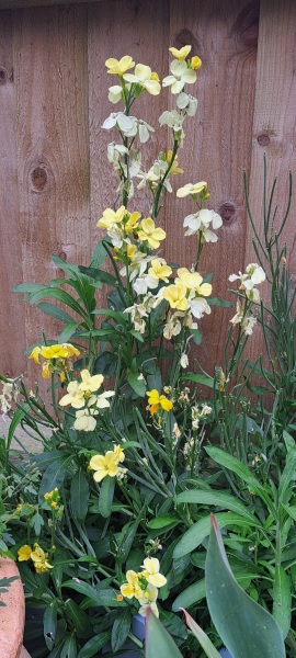 What's in flower in your garden right now?