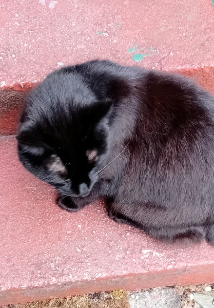 Machiavellian Misbehaviour- the Excellent Cats Deny Everything