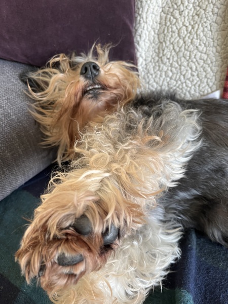 Thread 46 Sunak - don't rain on our parade