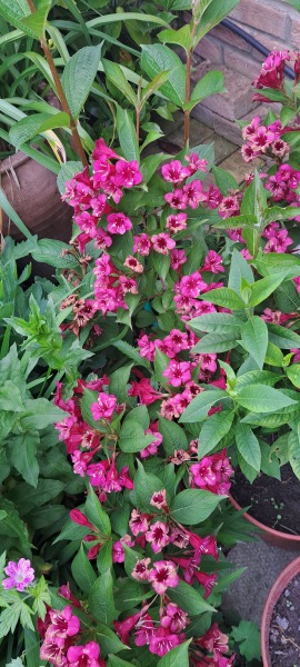 What's in flower in your garden right now?
