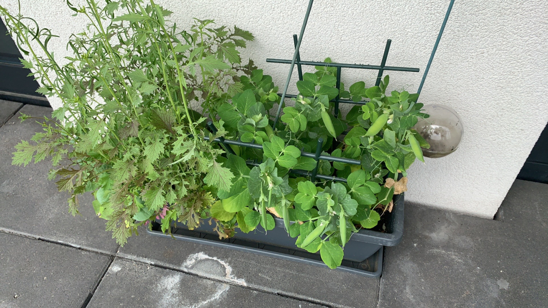 The Vegetable Patch 2024/2025