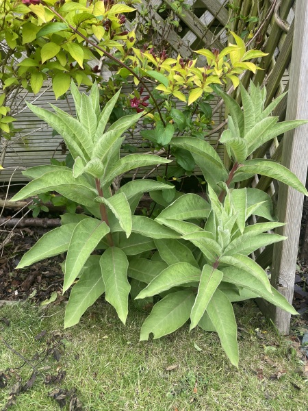 Mystery plant - help please!