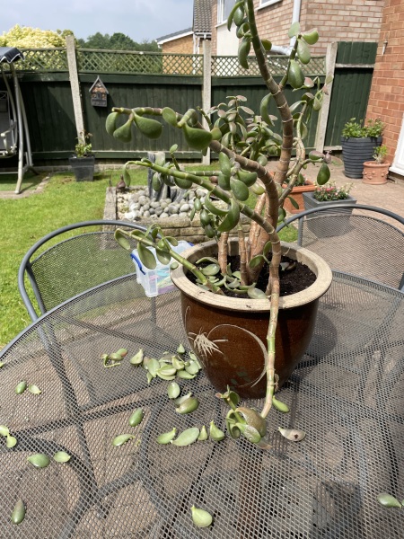 Help ! Jade plant.