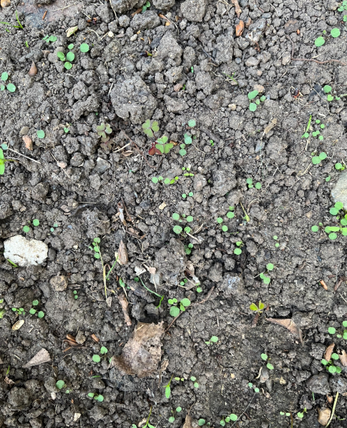 What is this weed all over my soil?
