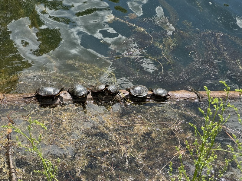 Come and tell me your dull and unexciting news 29: Calmly through the day