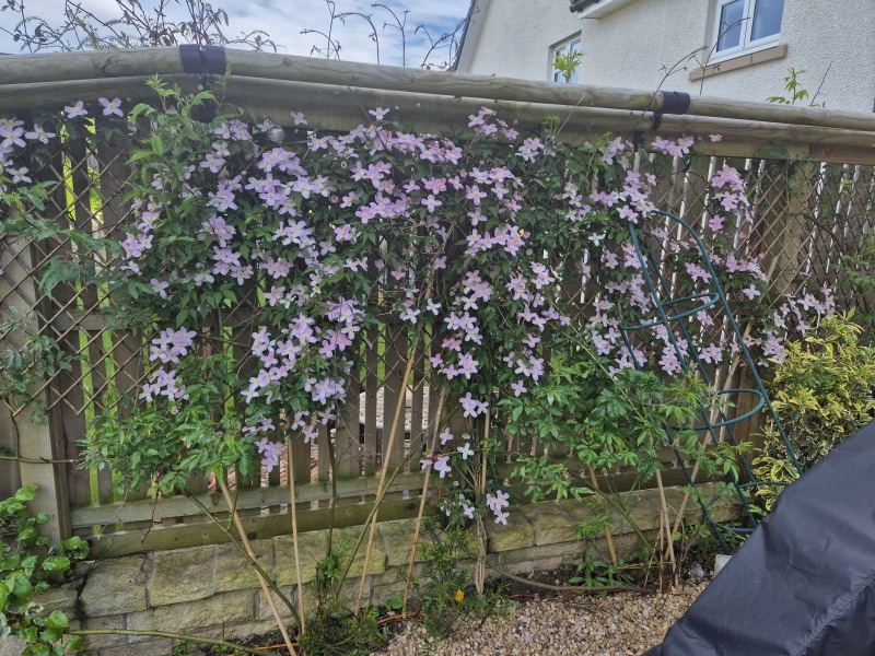 Advice for shady border