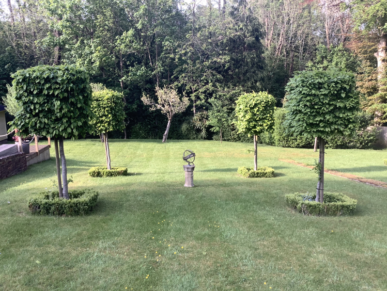 could you please show me your pleached trees?