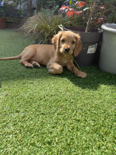 Puppy Survival Thread for New and Old Pups - Spring is around the corner!