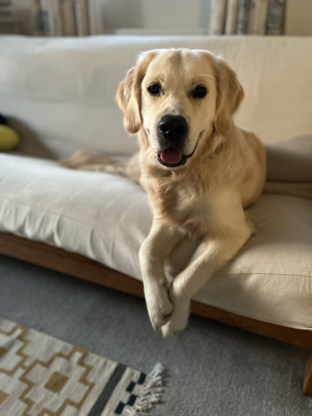 Teen dog thread