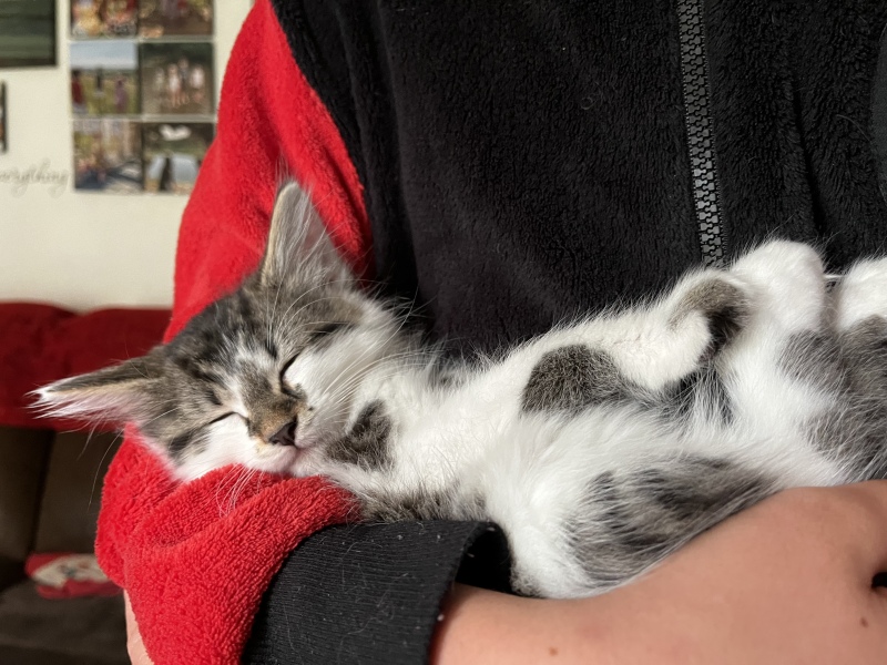 New kitten - should we have 1 or 2?