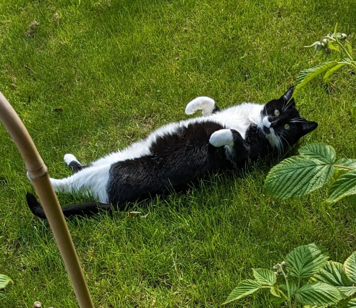 Thread 46 Sunak - don't rain on our parade