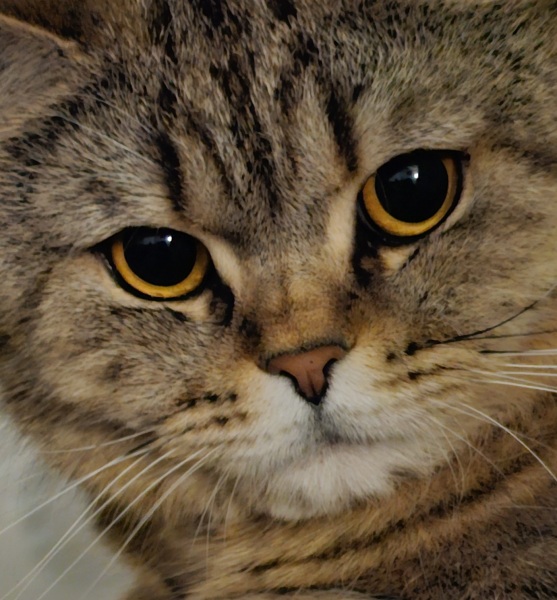 Expressions of noble disappointment please