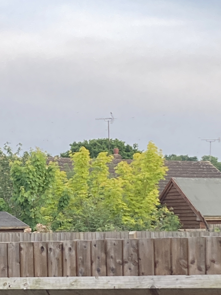 Can anyone tell me what this lovely tree is?