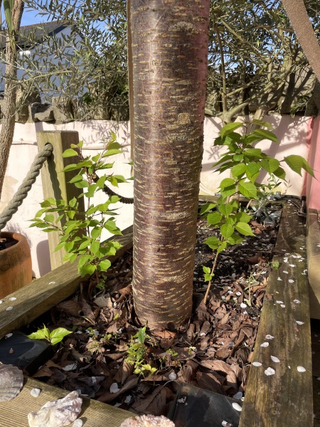 Cherry tree offshoots