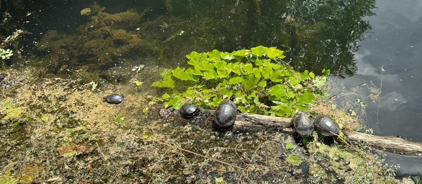 Come and tell me your dull and unexciting news 30: Calmly through the day