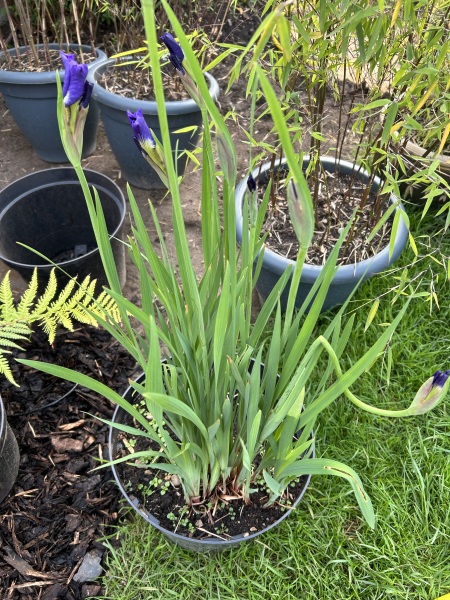 Can you help me identify this plant please