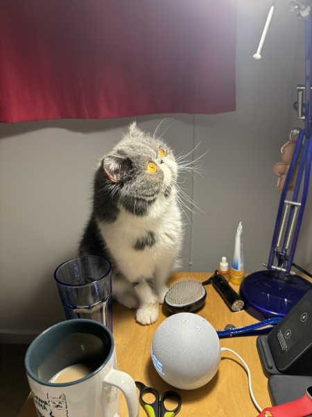 Best brush for persian