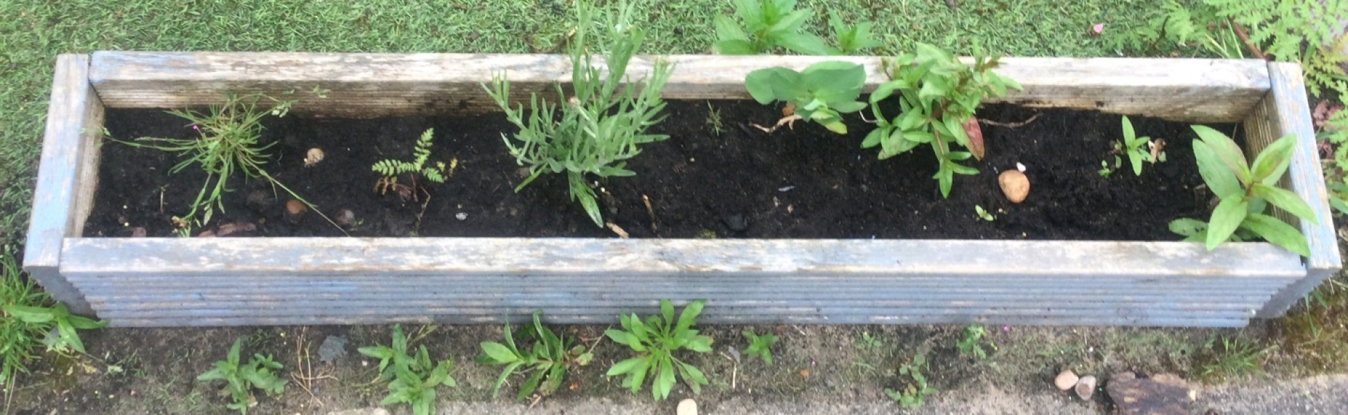 What could we plant in 2 of these long planters?