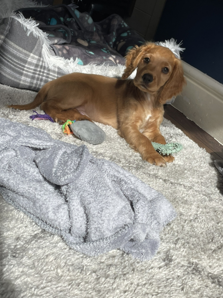 Puppy Survival Thread for New and Old Pups - Spring is around the corner!