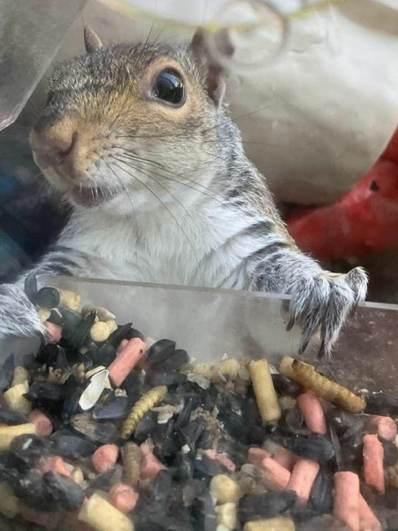 Help me feed birds!