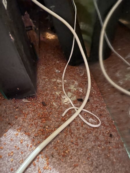 Urgh what kind of creature / rodent / bird is leaving these droppings
