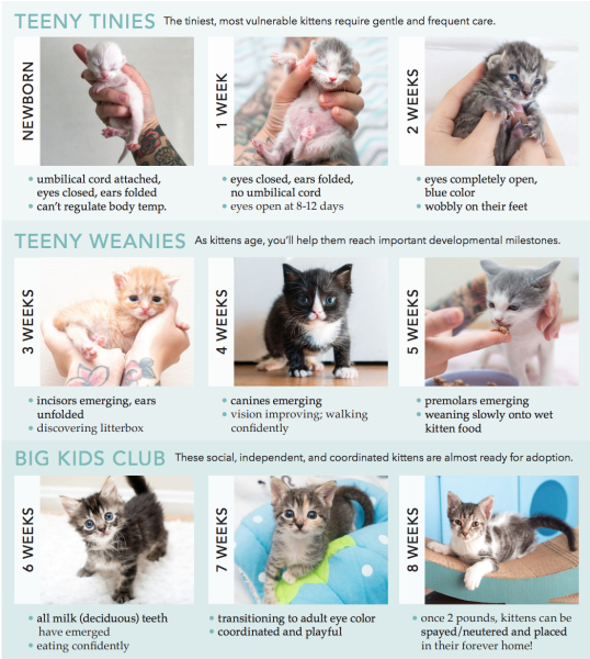 Kitten arriving next week!!!