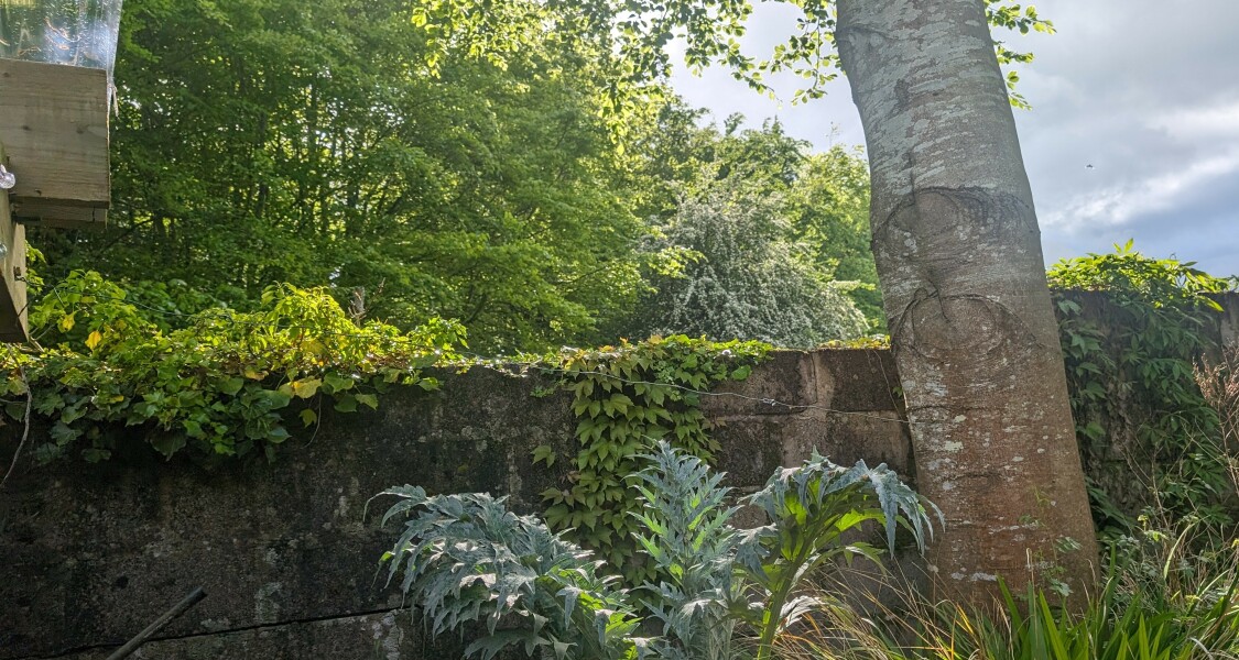 Concrete garden wall ideas