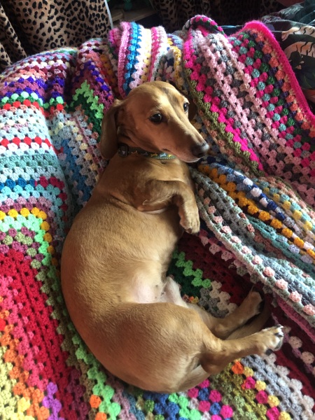 Anyone know about dachshunds?
