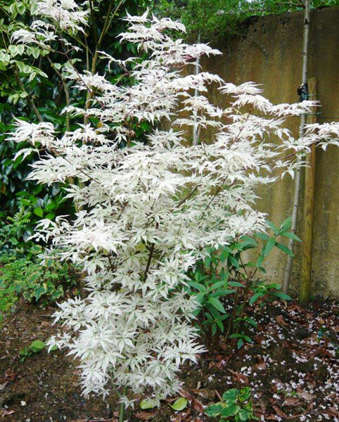 What are your current plant obsessions?