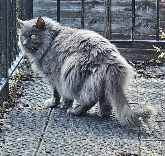 Machiavellian Misbehaviour- the Excellent Cats Deny Everything