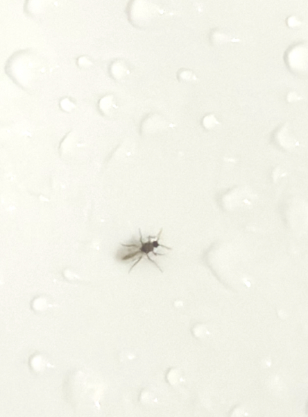Anyone good at identifying insects?