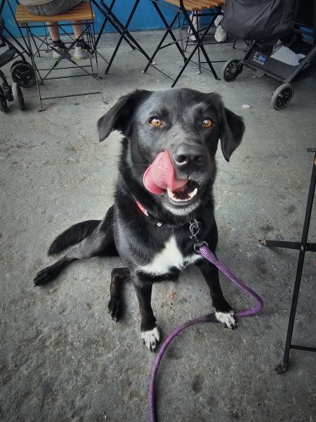 Thread 46 Sunak - don't rain on our parade