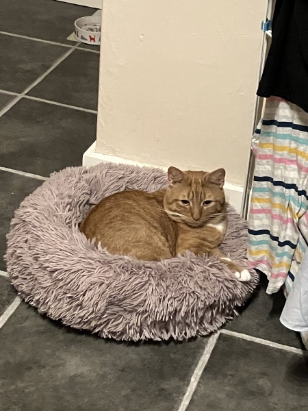 Persuading cat to sleep elsewhere