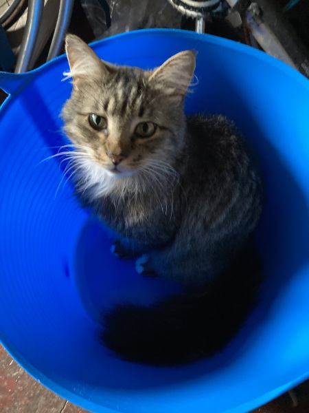 Thread 46 Sunak - don't rain on our parade