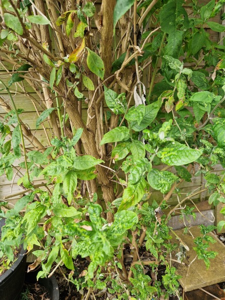 My Buddleia 